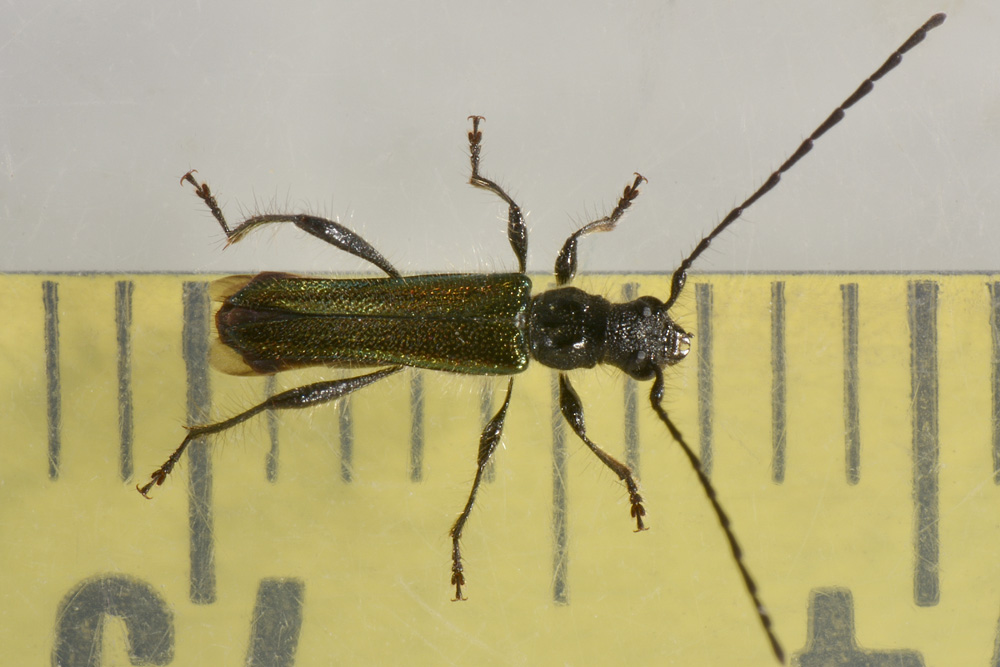 Quale Cerambycidae?  Callimus abdominalis, maschio